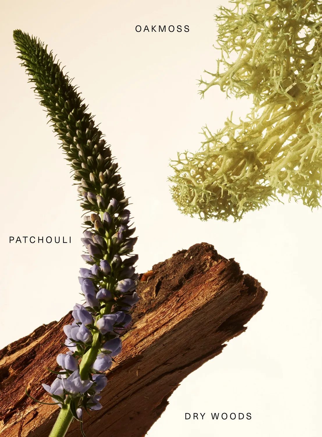 Rare Beauty Woody Oak baume parfumant boisé